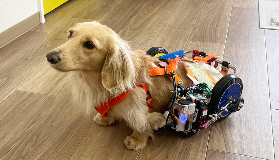 オーダーメイドの犬用車椅子をつけたニコちゃん