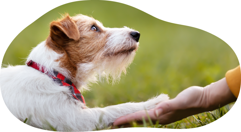 車椅子の犬もお座りや楽な姿勢ができるように